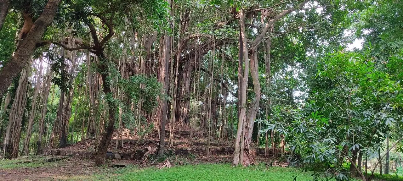 Photograph from the retreat at “Matanga”, Ratanpalli, Santiniketan, West Bengal, India