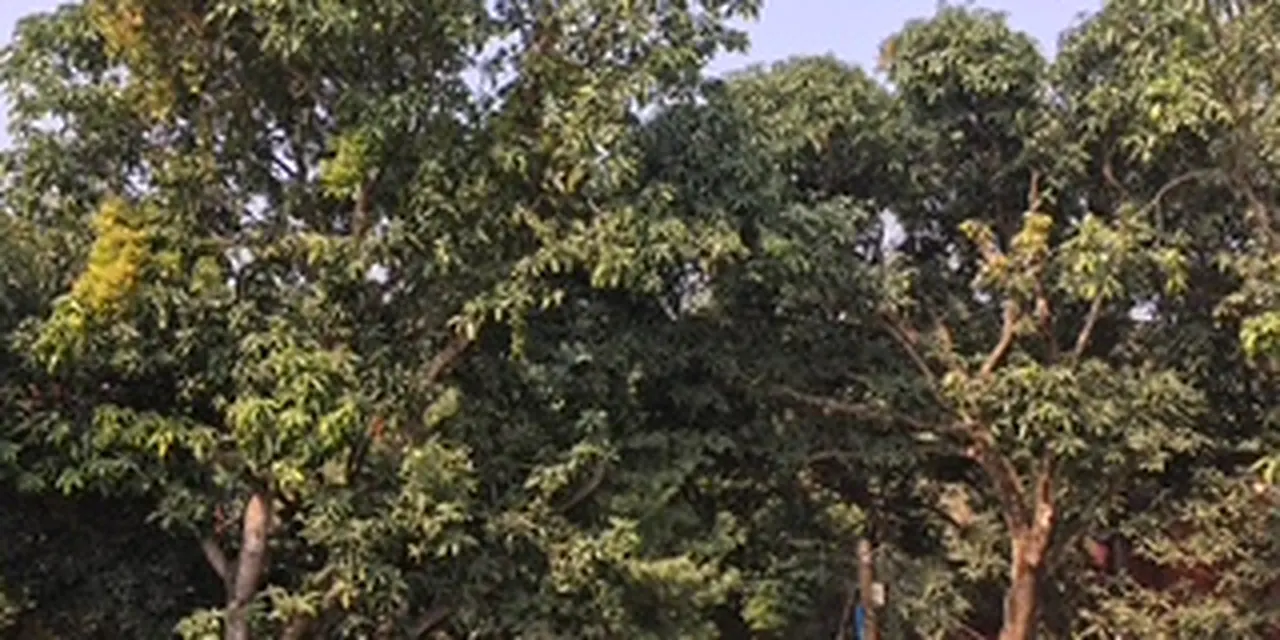 Tall leafy green trees seen from below, with a patch of pale sky at the top
